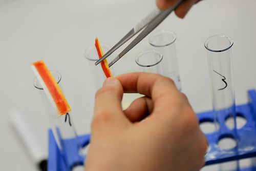 primo piano delle mani che tengono la striscia reattiva del pH con una pinzetta
