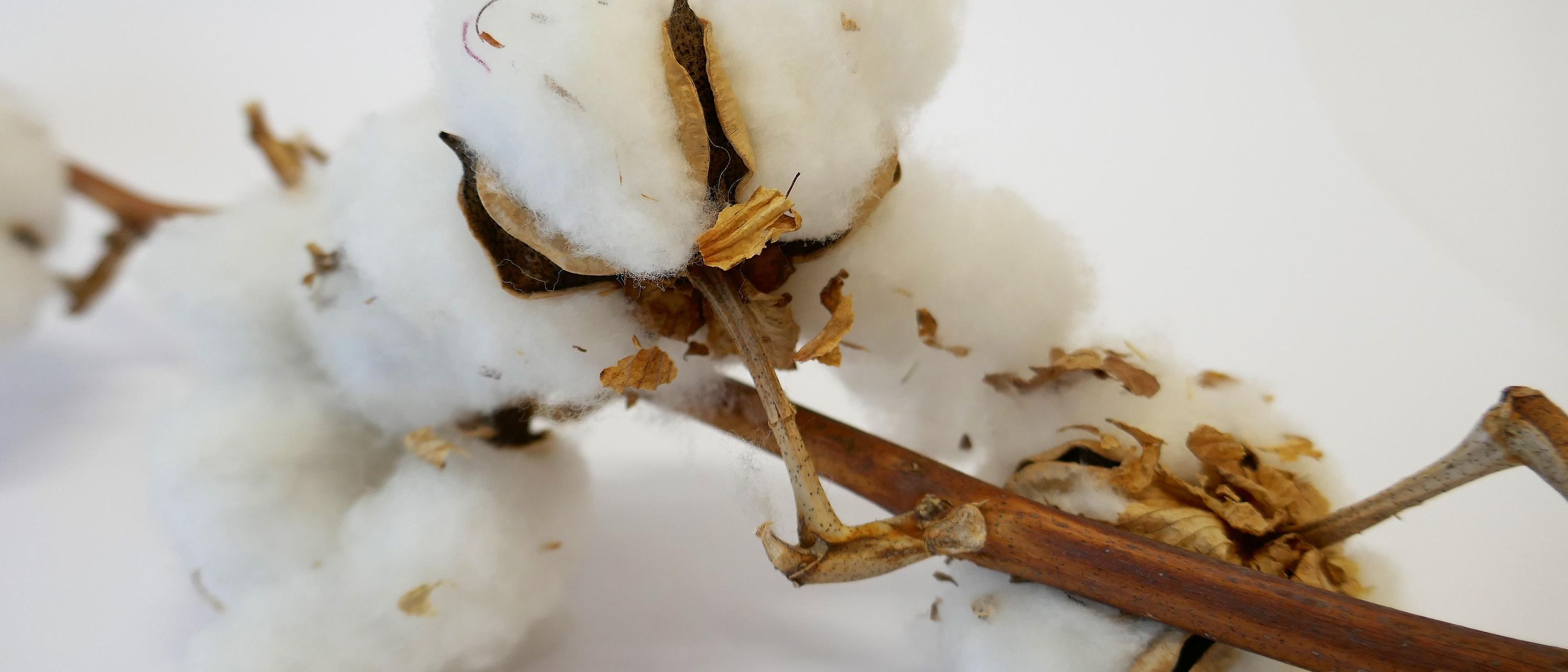 palo de árbol de algodón con bolas de algodón
