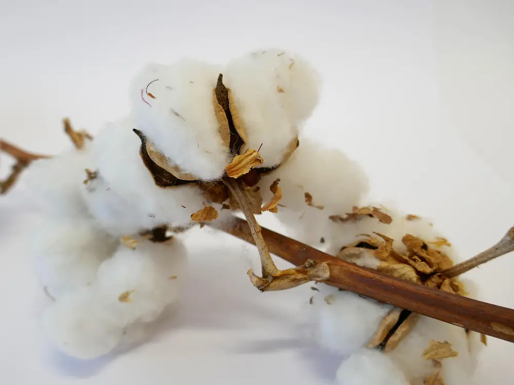 palo de árbol de algodón con bolas de algodón