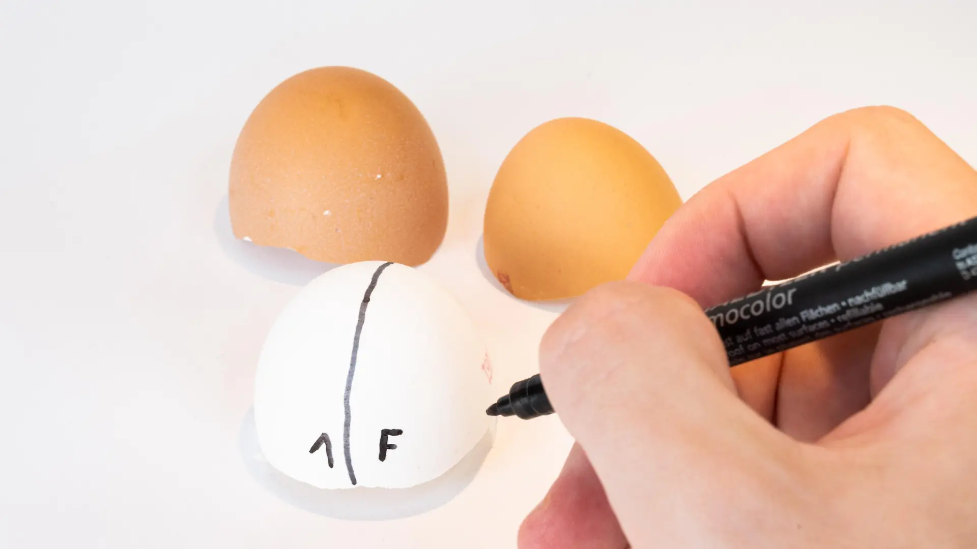 hand draws a black line on a white eggshell