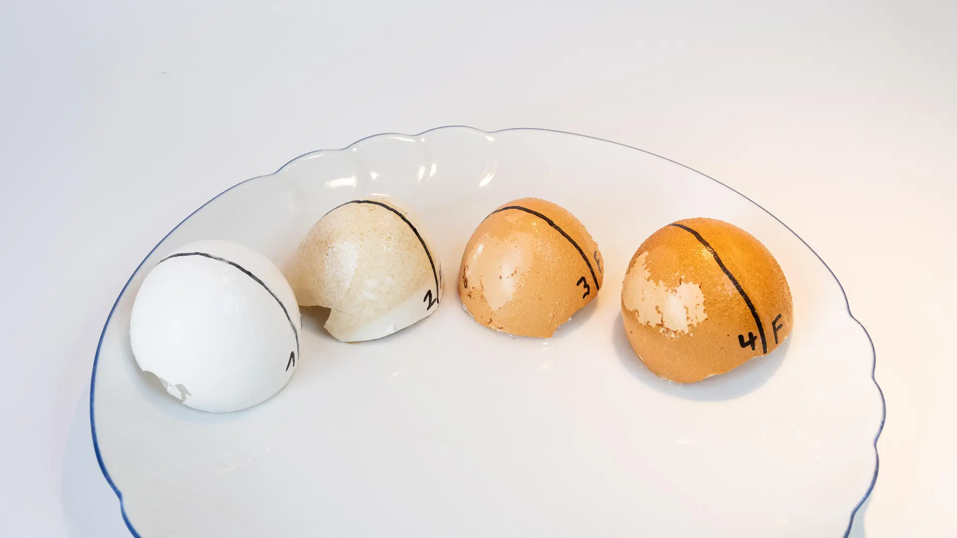 Vier Eierschalhälften auf weißem Teller