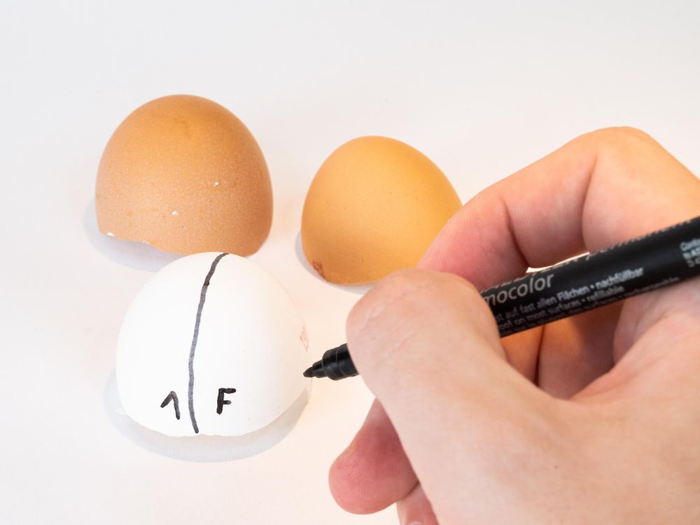 Eierschalhälften werden mit Filzstift markiert