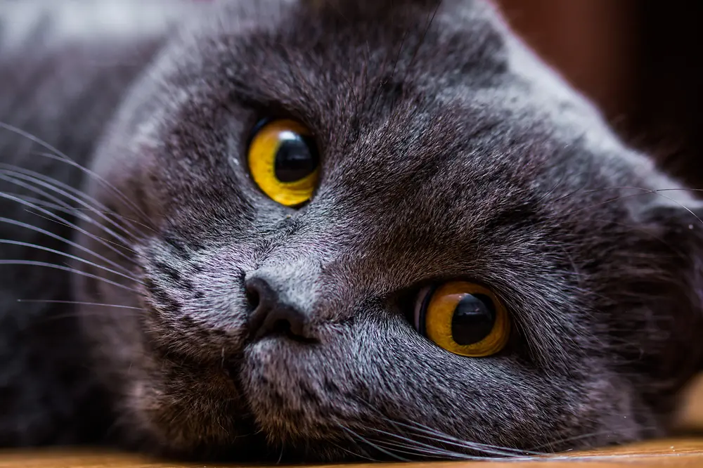 gato com pelagem cinza escuro e olhos amarelos