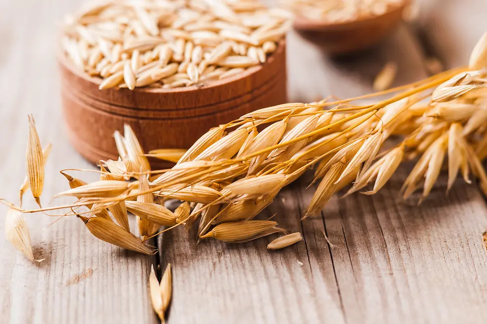 Avena en tazón y planta de avena