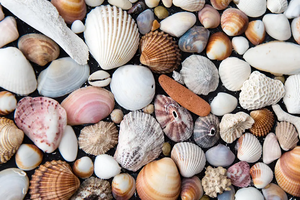 variedad de conchas marinas