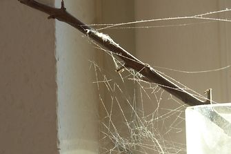 Spinnengewebe an Ast
