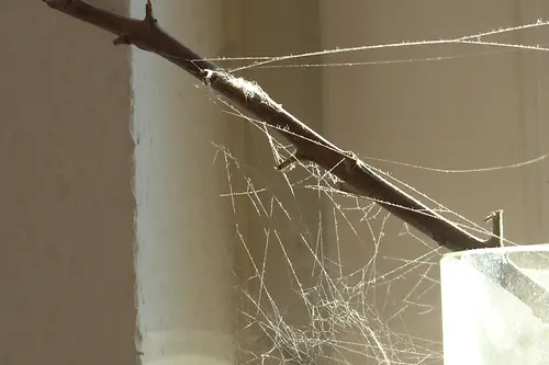 zbliżenie pajęczej sieci